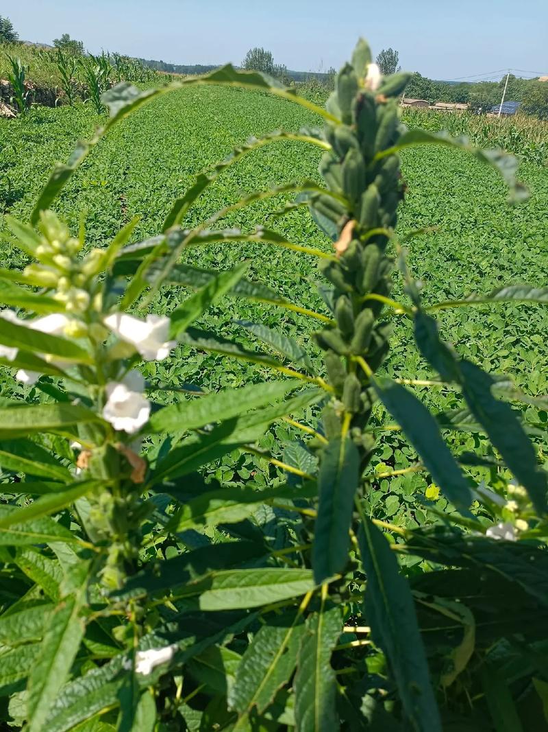 芝麻花