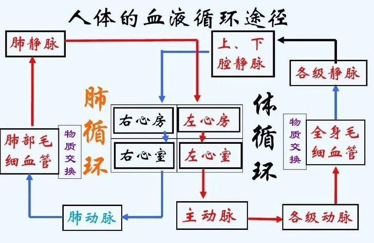 促进血液循环