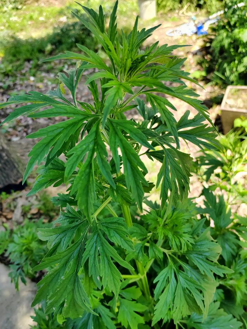 益母草
