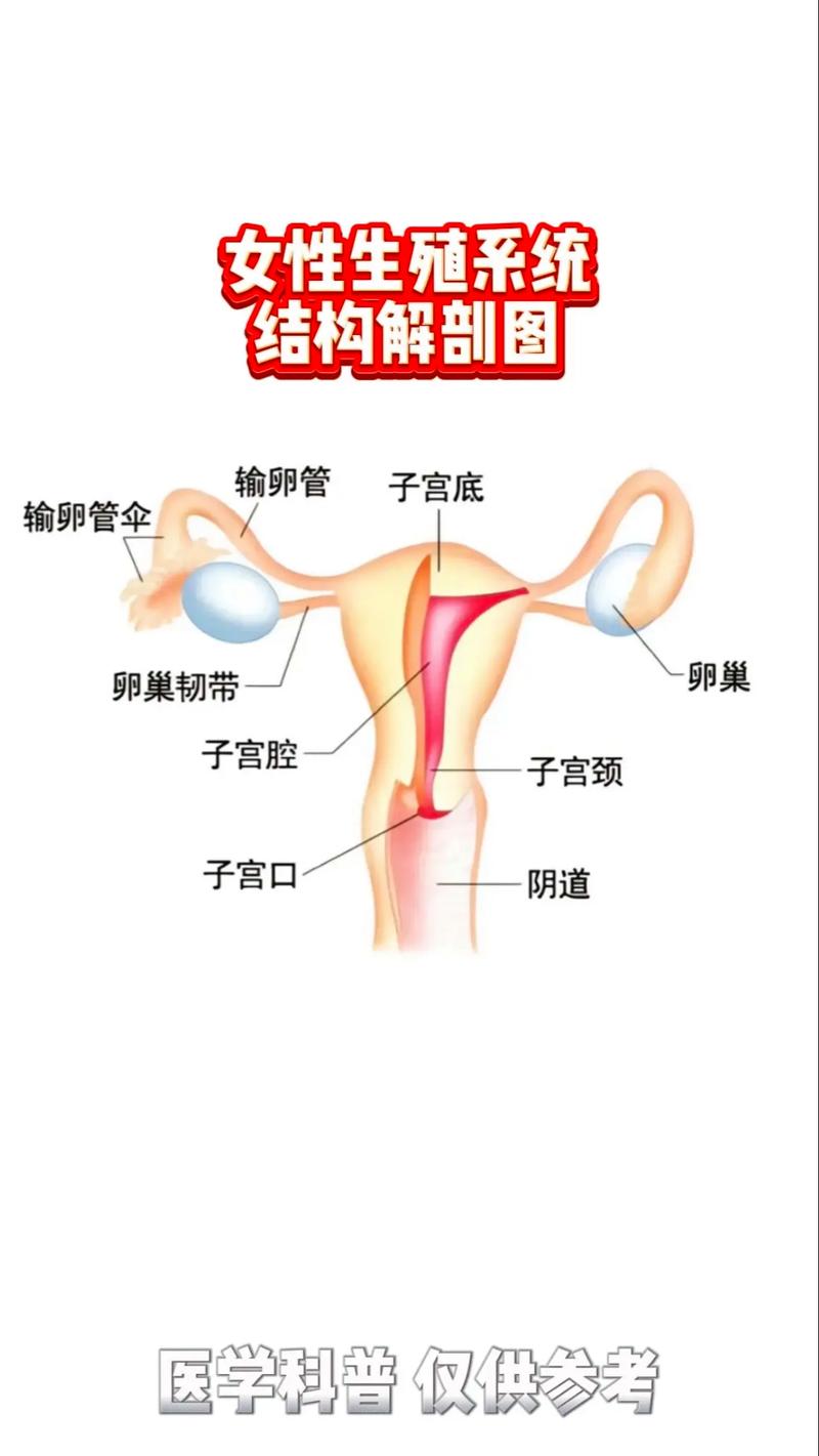 生理结构
