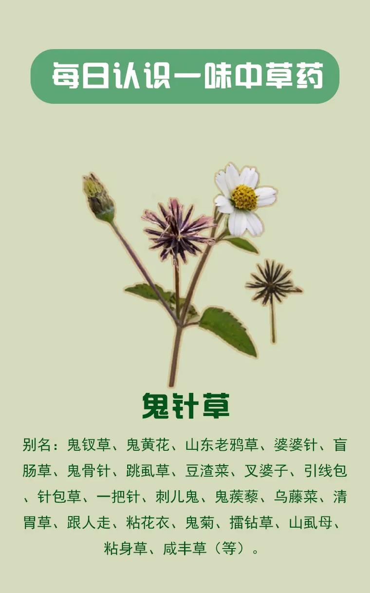 鬼针草坐浴
