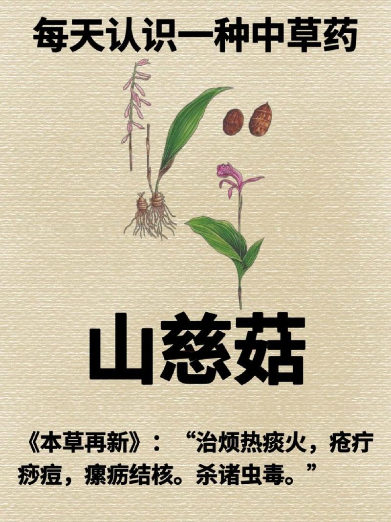 山慈菇