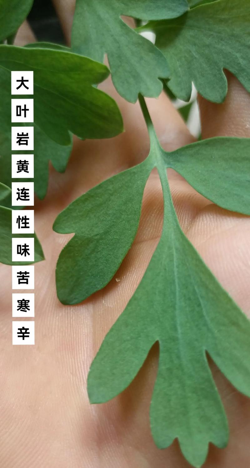 岩黄连