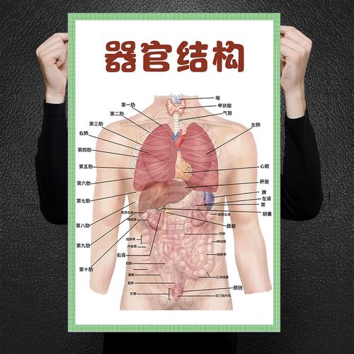 内部结构