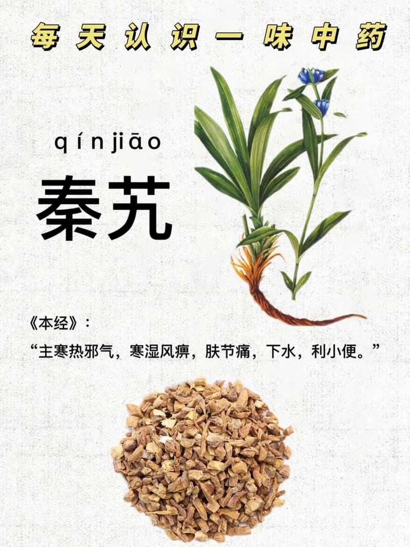 秦艽