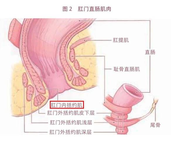 肛门括约肌功能失调