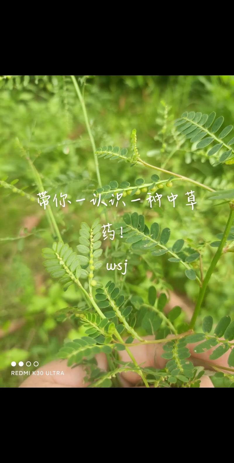 草药