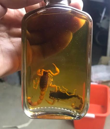 蝎子泡酒