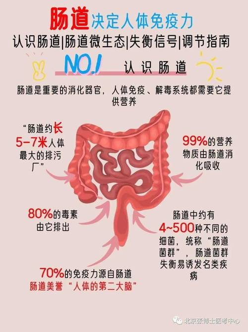  肠道健康