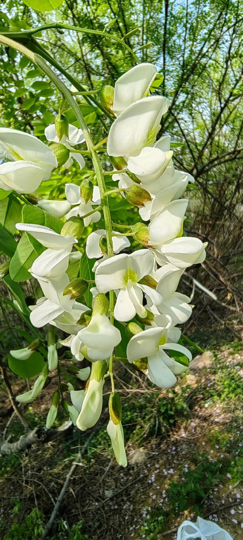 槐芽花