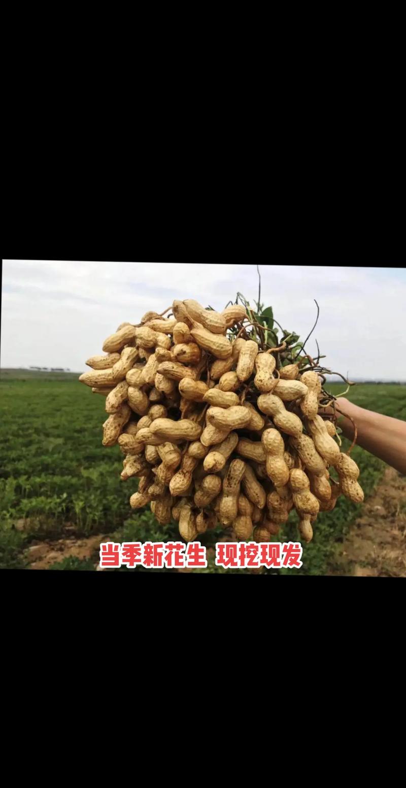 花生