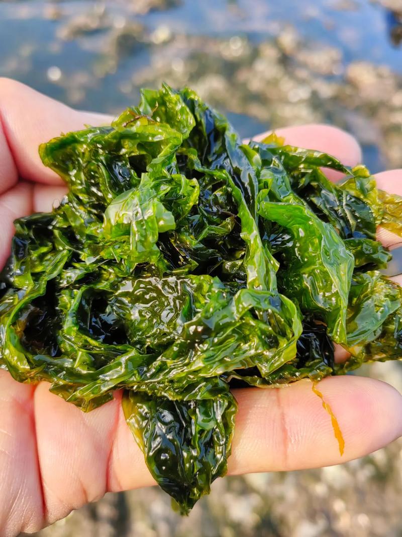 海菜