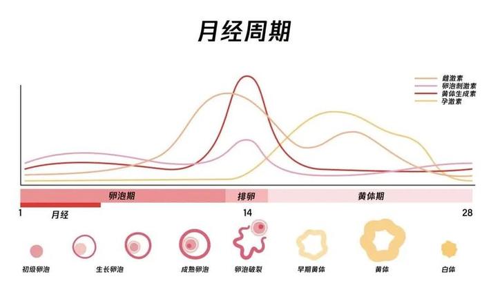 月经变化