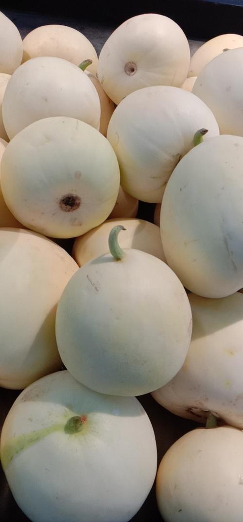 小白瓜
