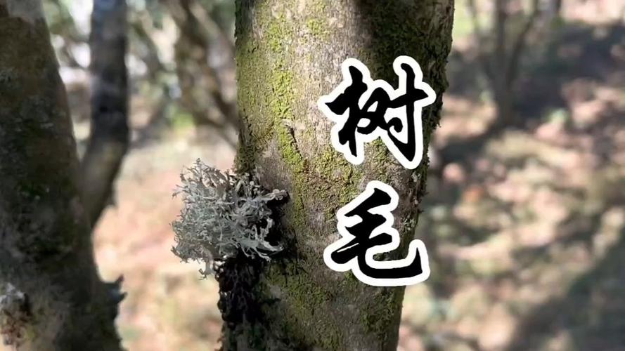 树花偏方