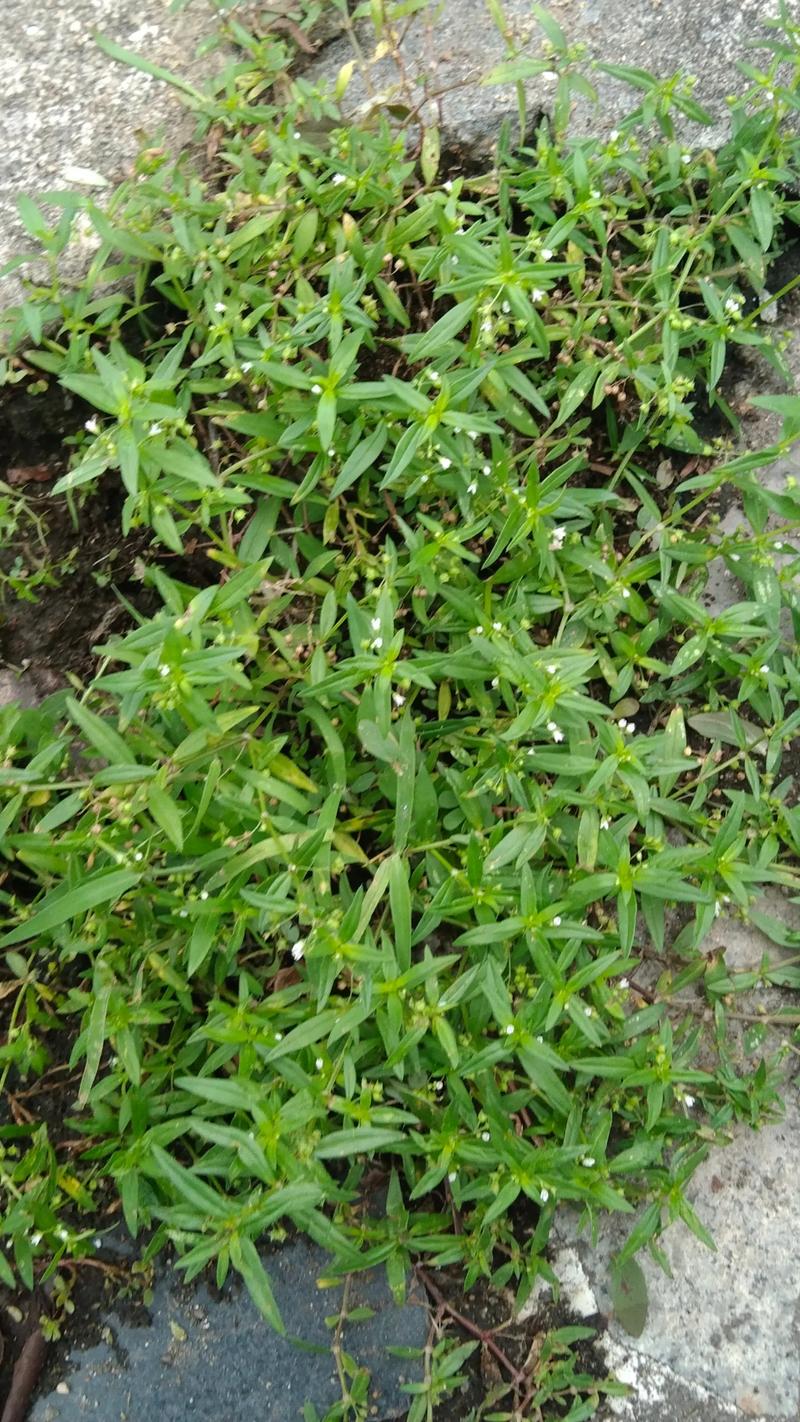 蛇舌草