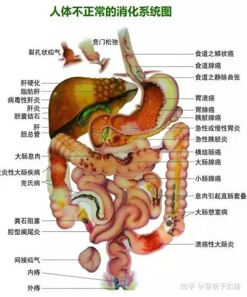 大肠