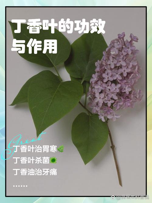 丁香叶子：痔疮的绿色疗法吗？