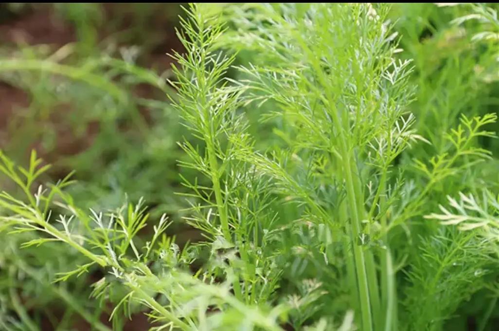小茴香果