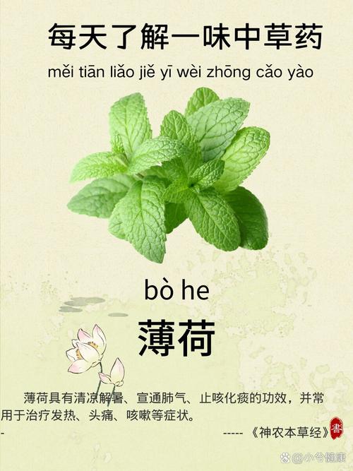 薄荷