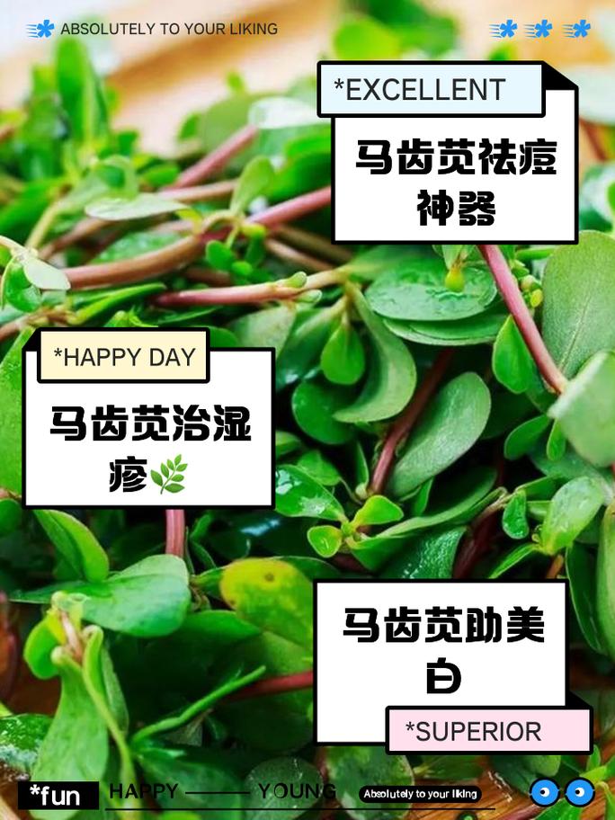 马齿苋外敷