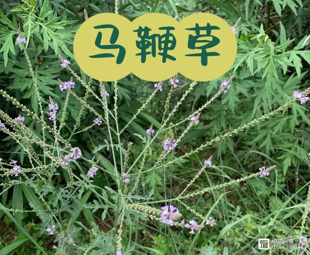 马边草