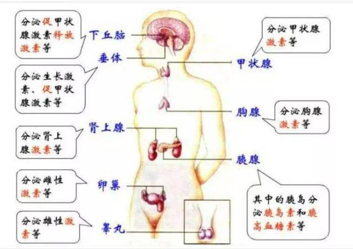 男性内分泌失调