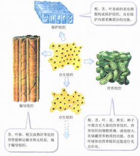 赘生组织