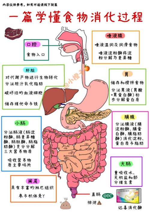 消化系统问题