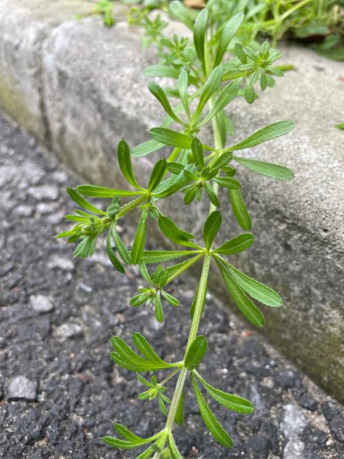 拉拉草疗法