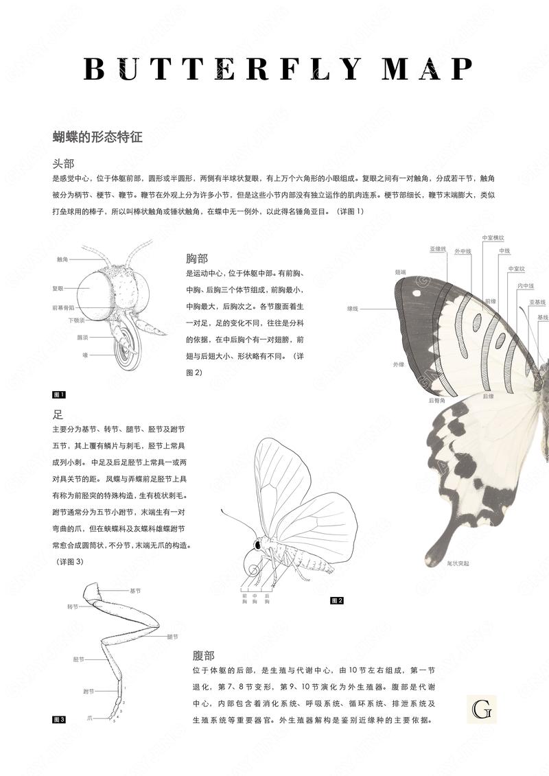 形态特征