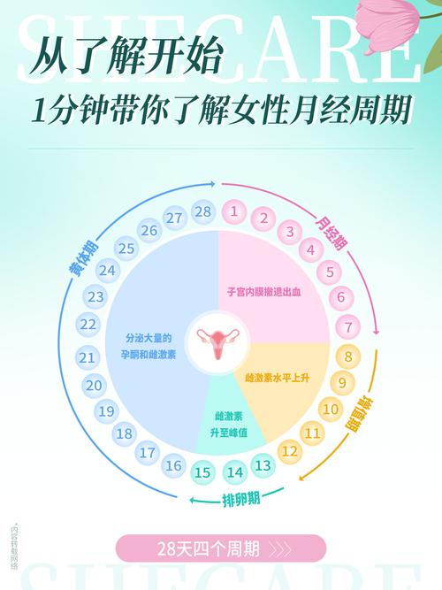女性月经周期