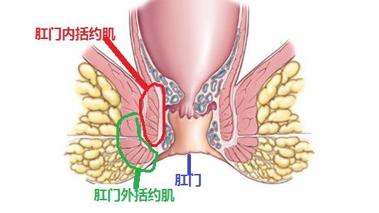 肛门神经刺激