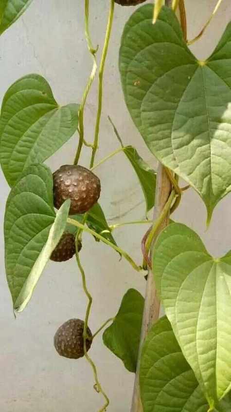 黄药子