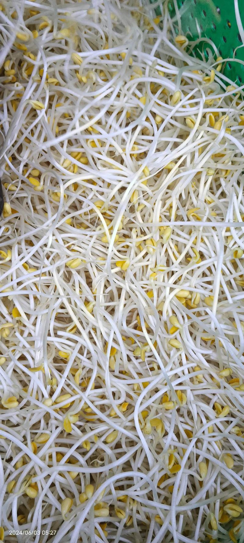 绿豆芽