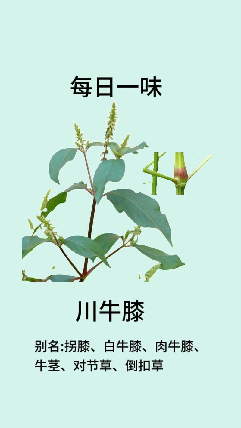 川牛膝