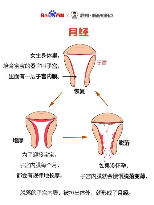 女性月经