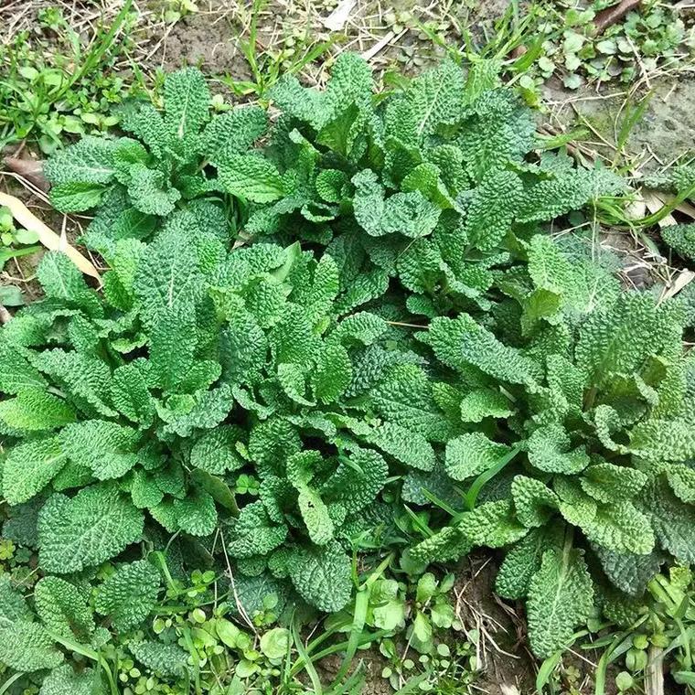 蛤蟆皮草