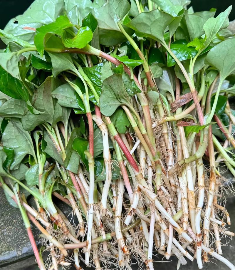 雨腥草：痔疮的民间疗法？