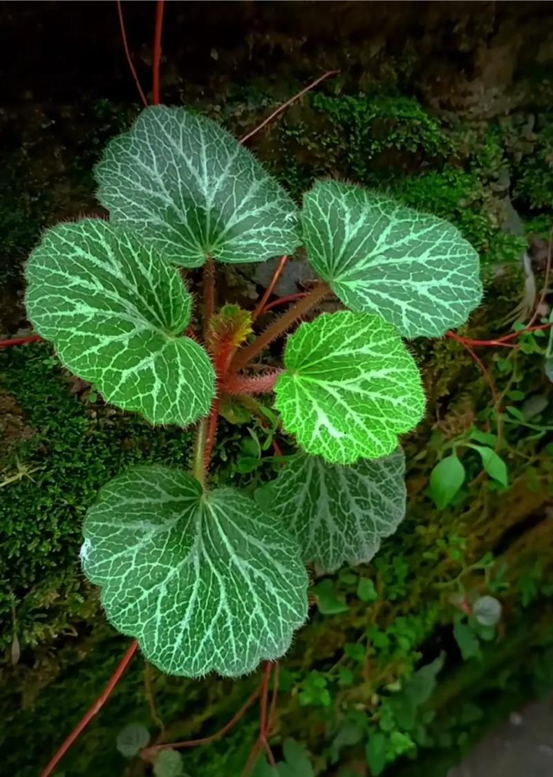 虎耳草