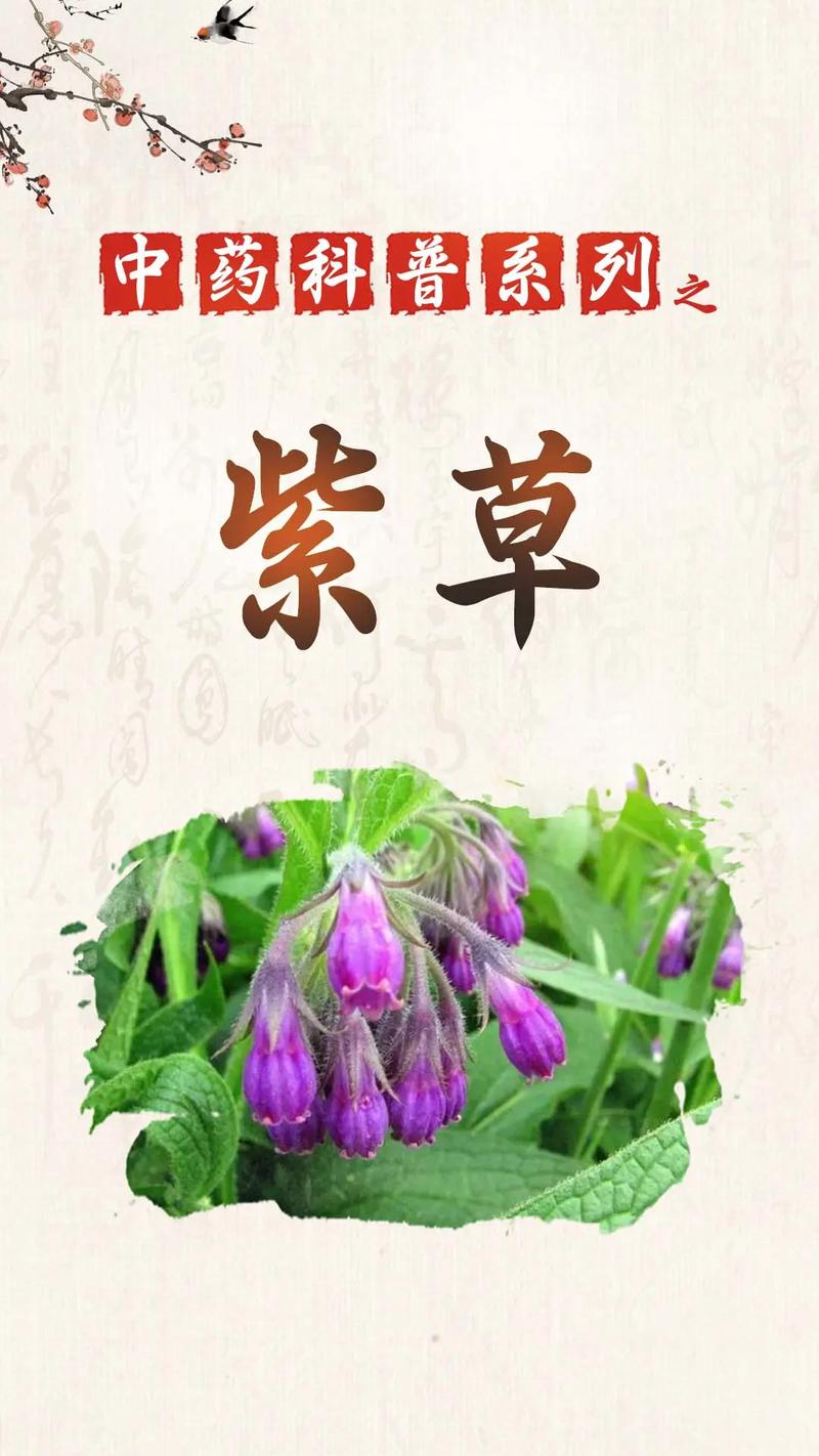 紫草