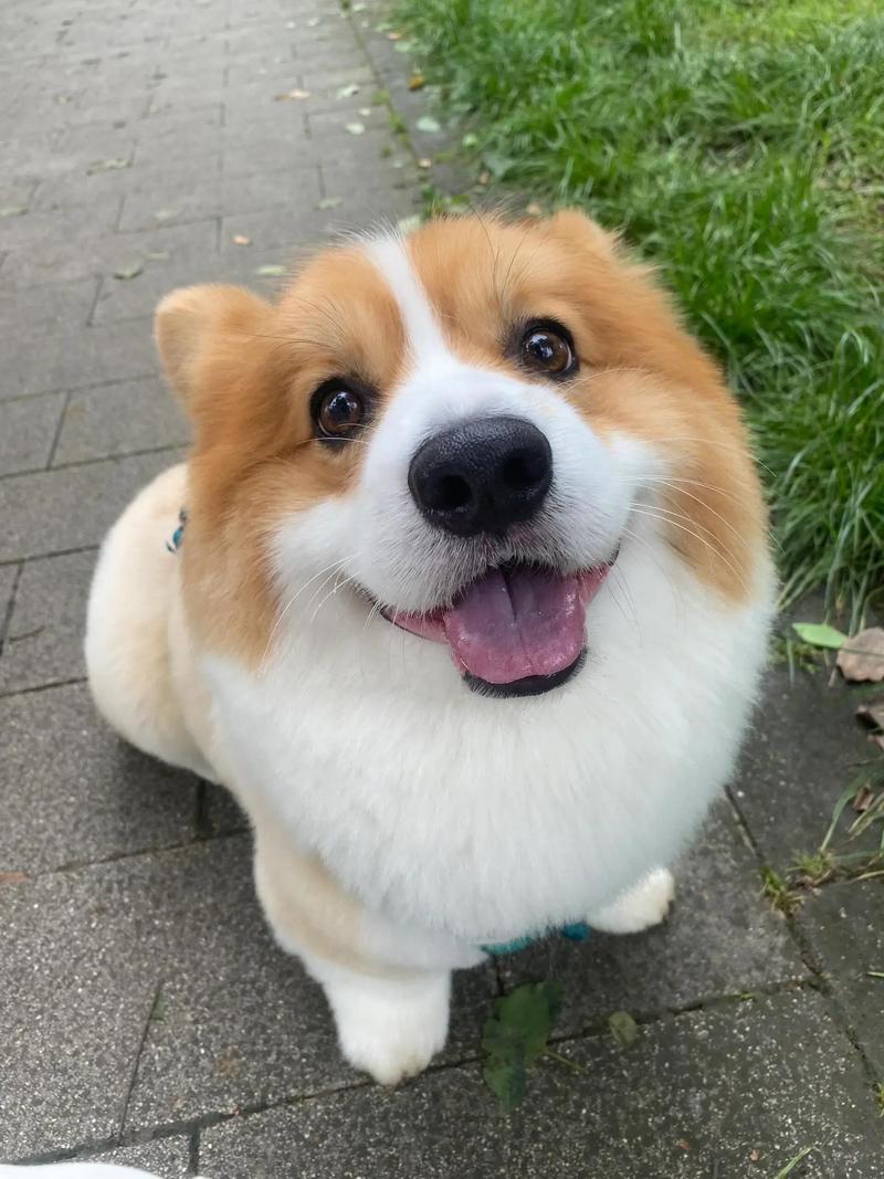 狗狗