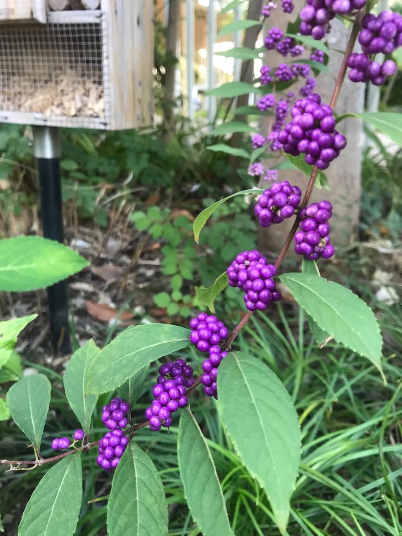紫珠草