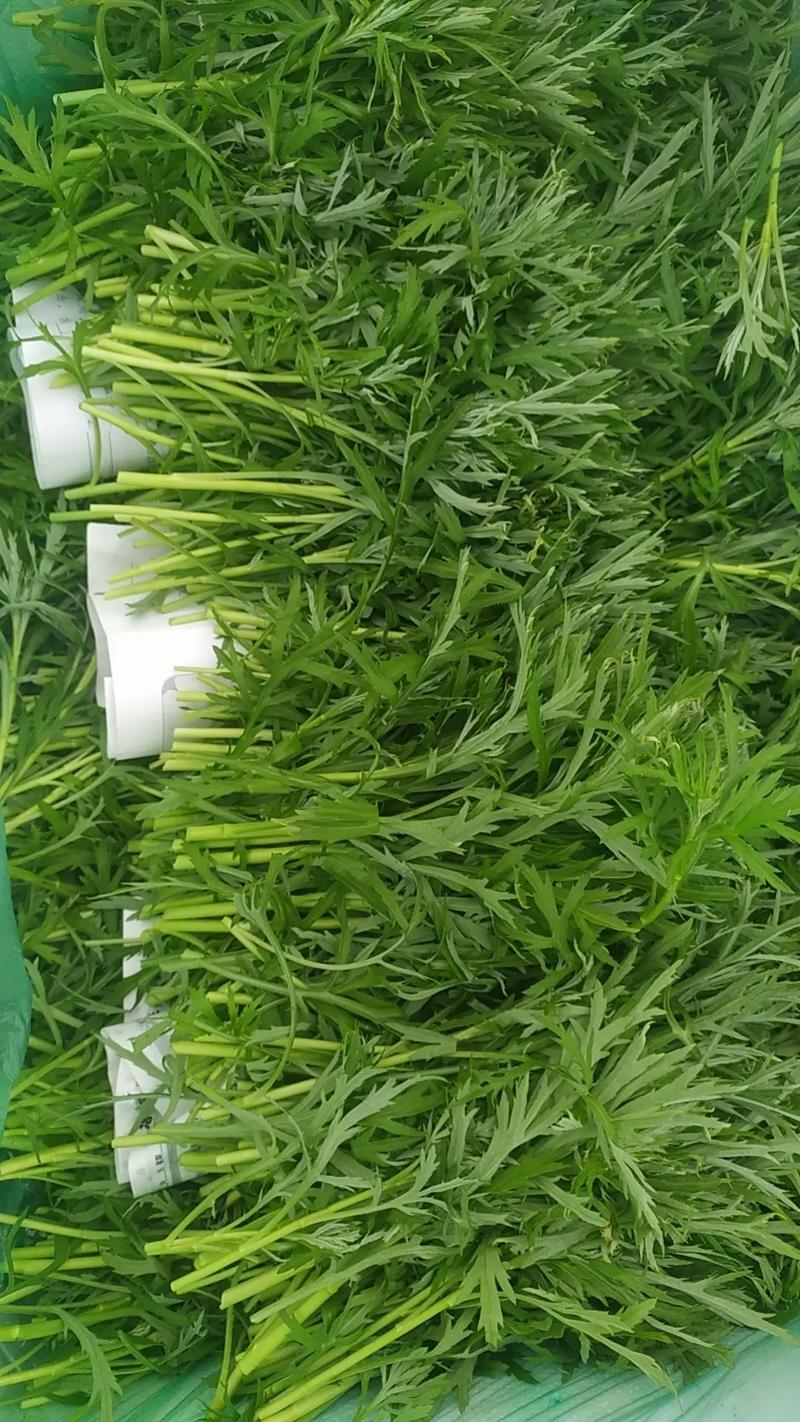柳蒿草