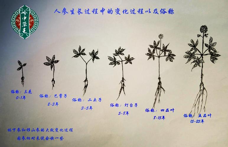 形态变化
