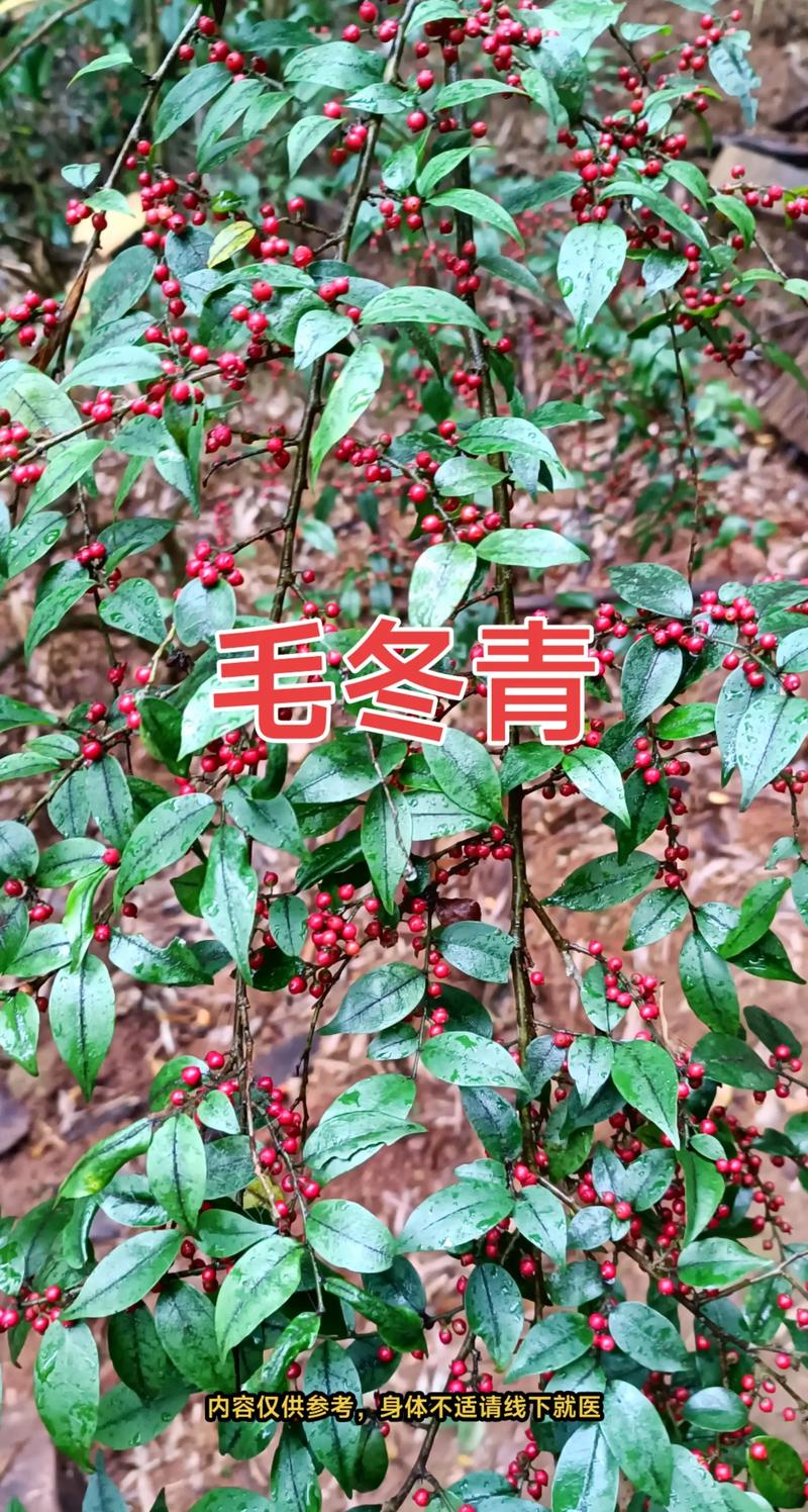 毛冬青