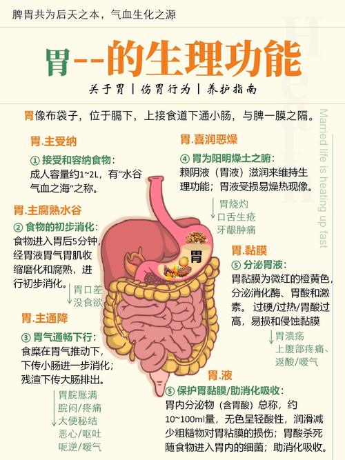 胃肠功能