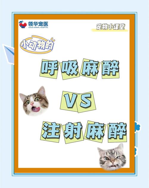 麻醉选择