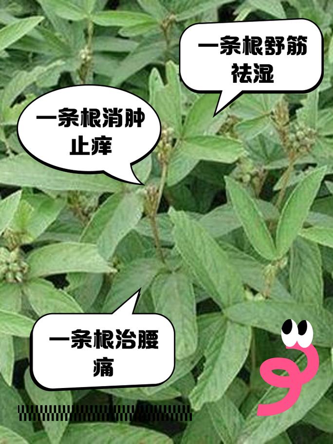 一条根