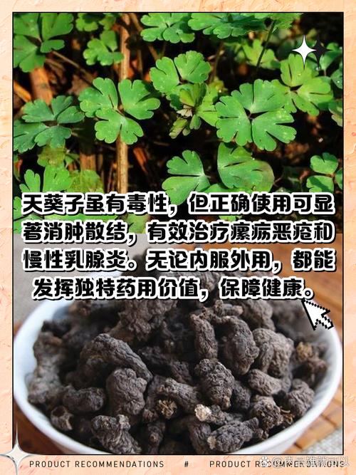 天葵子
